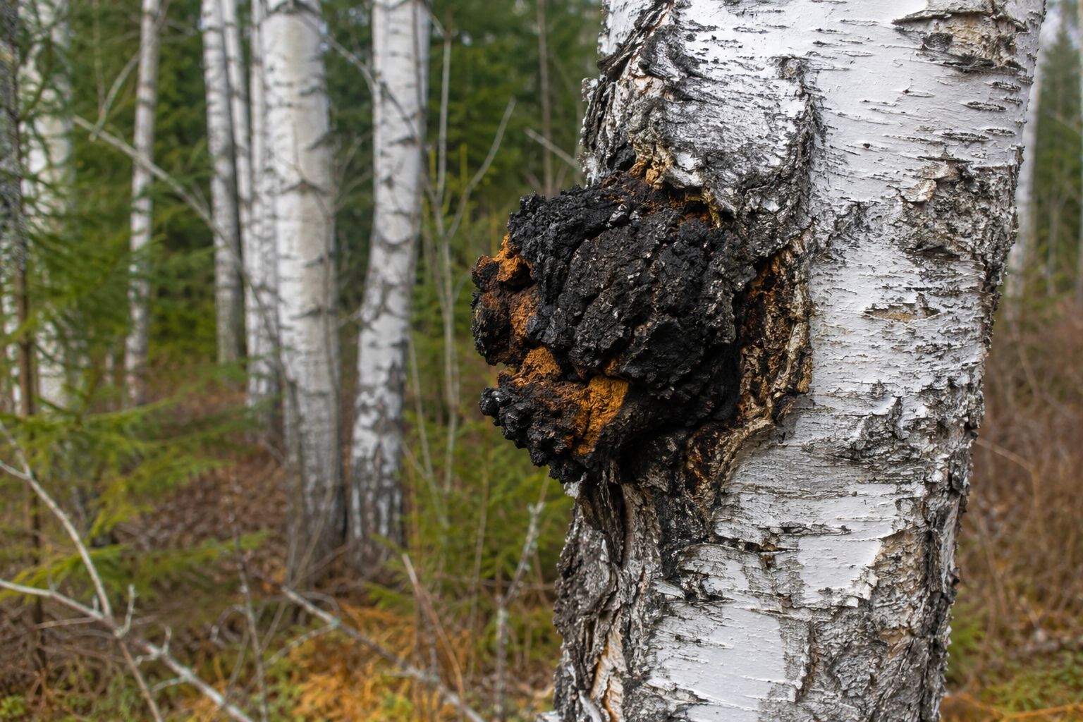 All About Chaga Mushroom Tincture