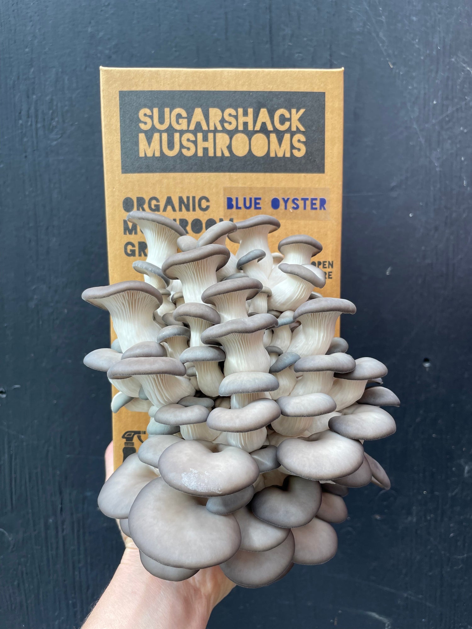 Grow Your Own Mushrooms at Home: Common Grow Kit Problems and Fixes