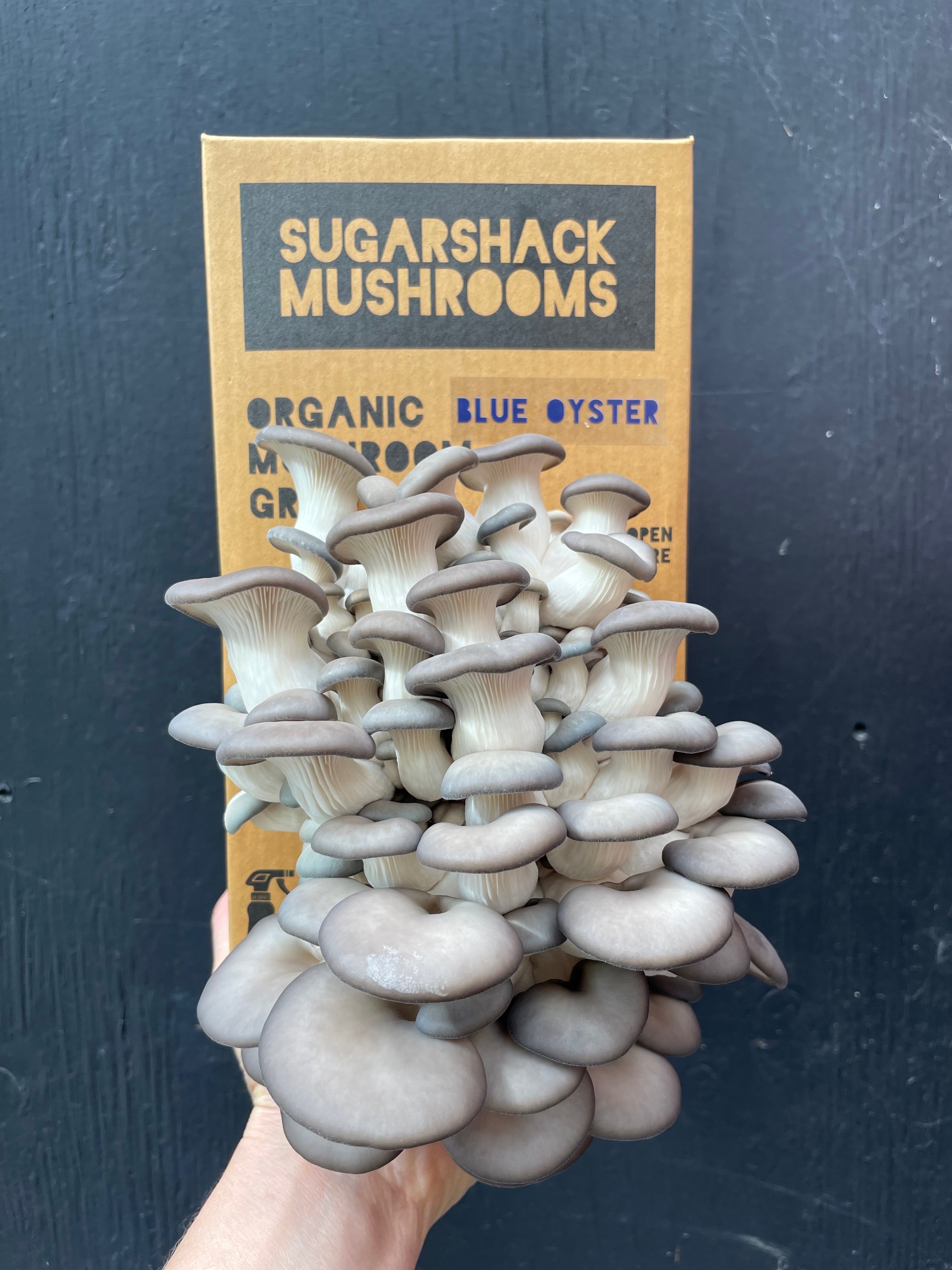 Grow Your Own Mushrooms at Home: Common Grow Kit Problems and Fixes