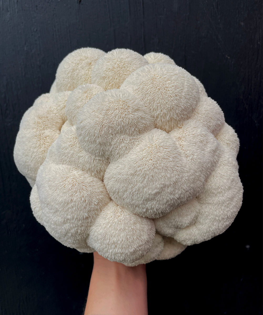 Cooking with lion's mane