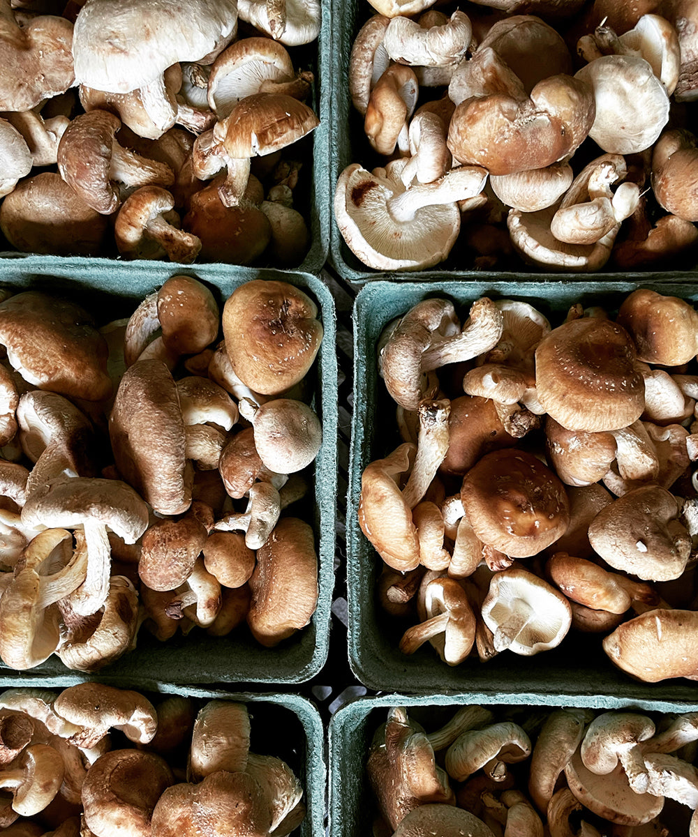 cooking with shiitake