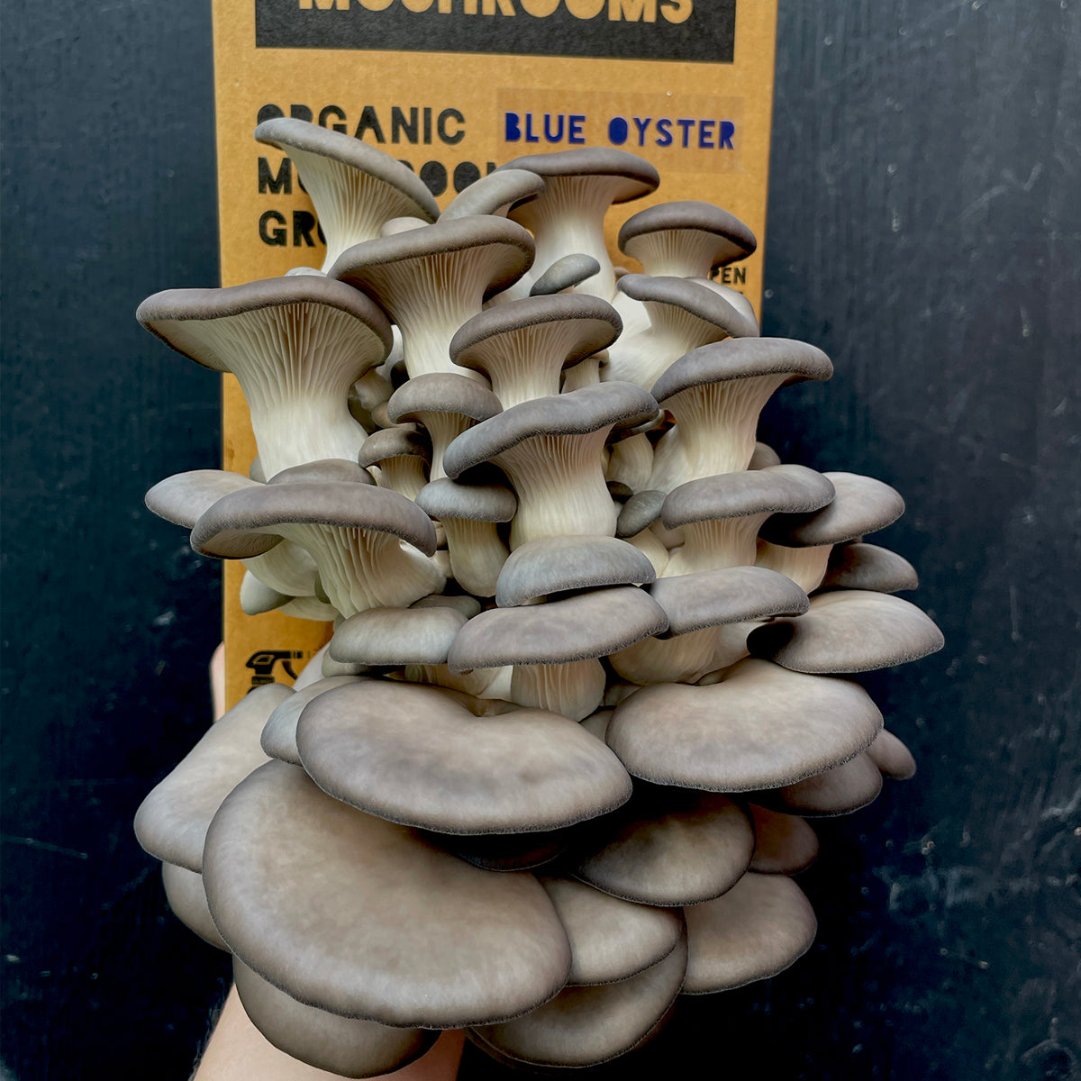 Grow-Your-Own Oyster Mushroom Kit