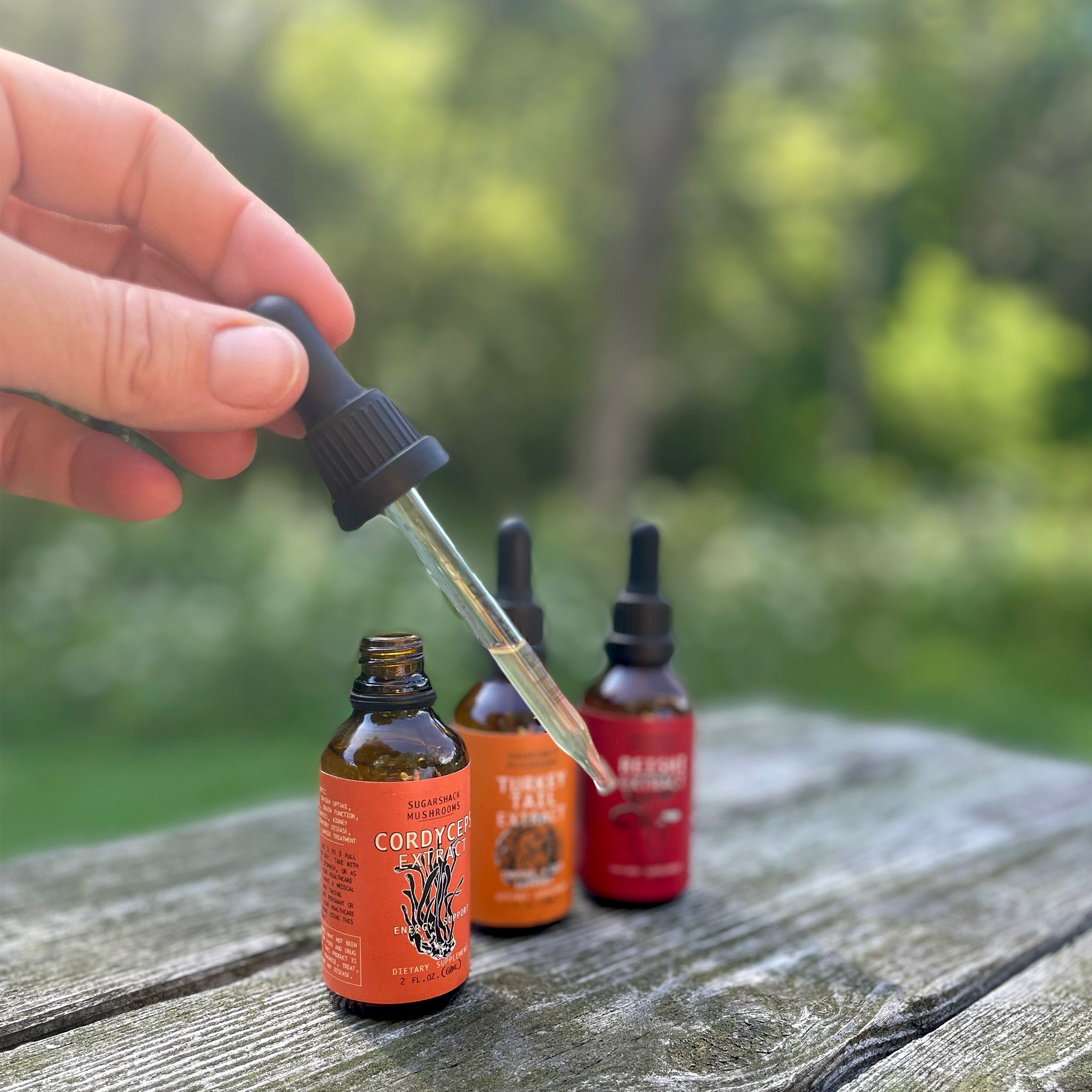 Immune and Gut Harmony Trio | Reishi, Turkey Tail & Chaga