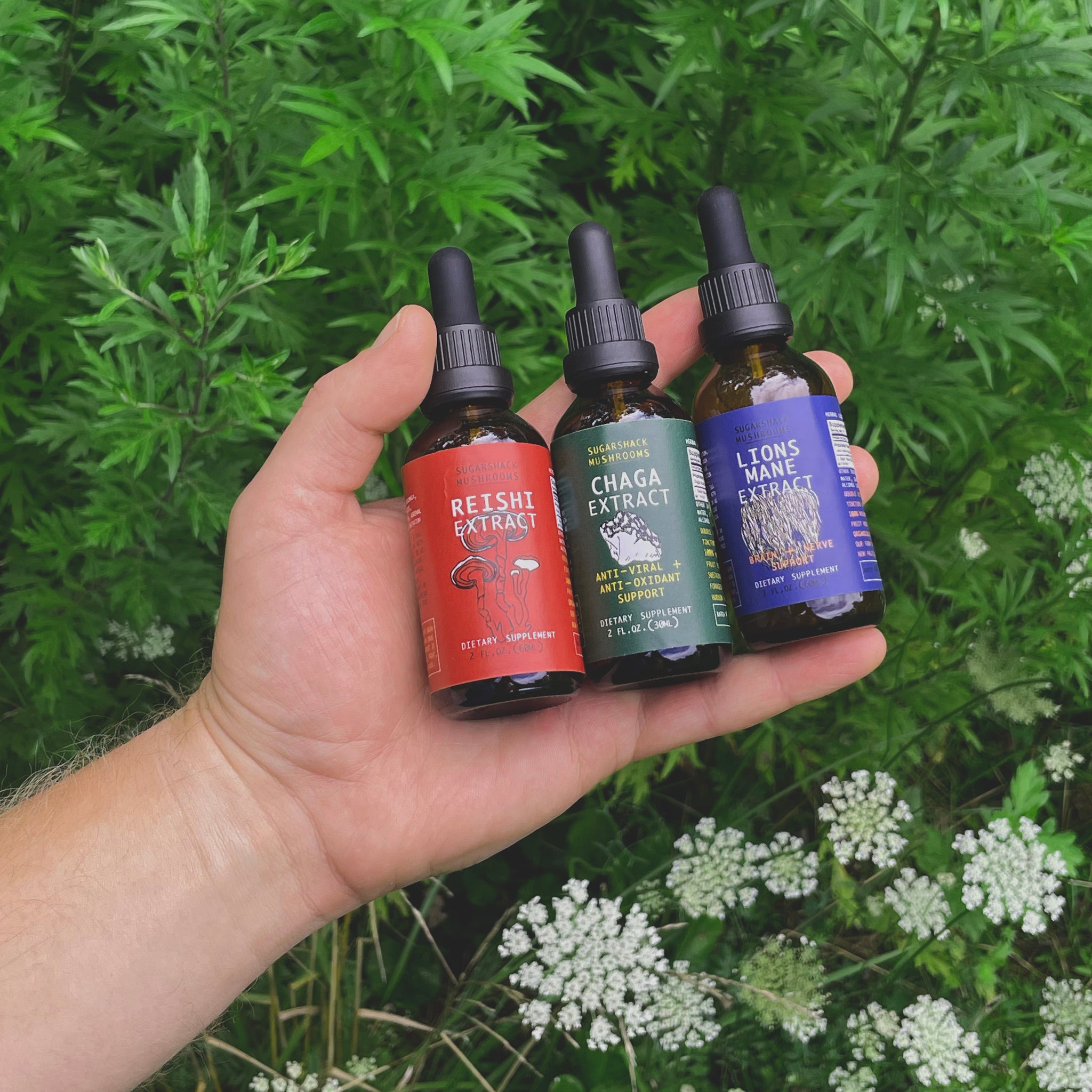 Rejuvenation Trio | Reishi, Lion's Mane & Cordyceps