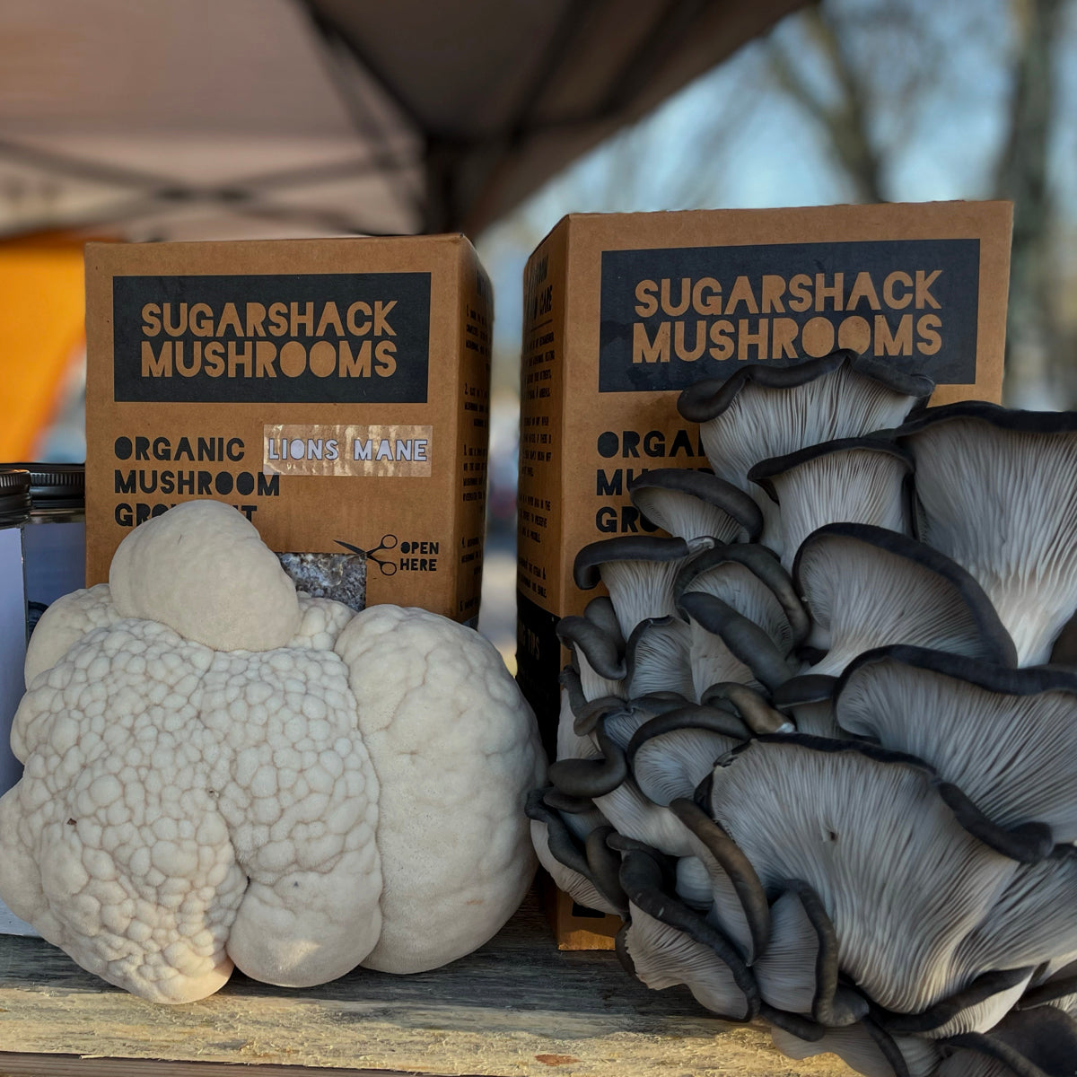 Lion's Mane & Blue Oyster Mushroom Grow Kit Bundle
