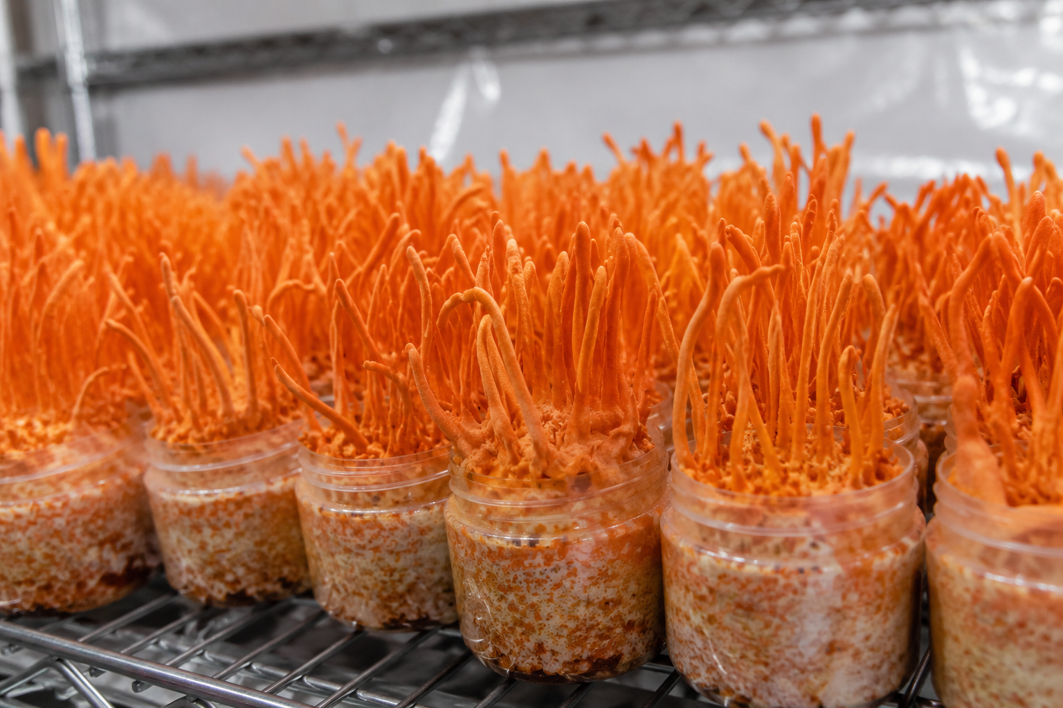 All About Cordyceps Mushroom Tincture