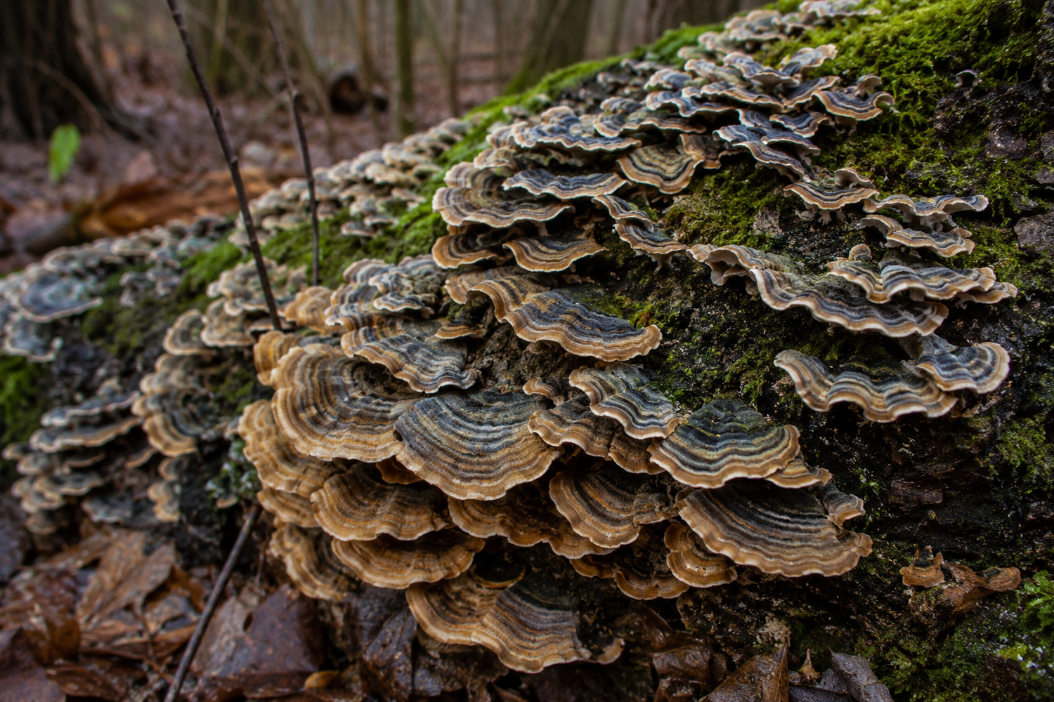 All About Turkey Tail Mushroom Tincture