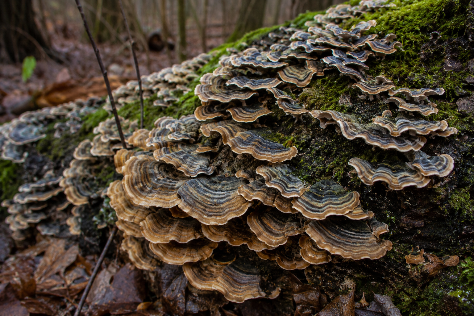 All About Turkey Tail Mushroom Tincture
