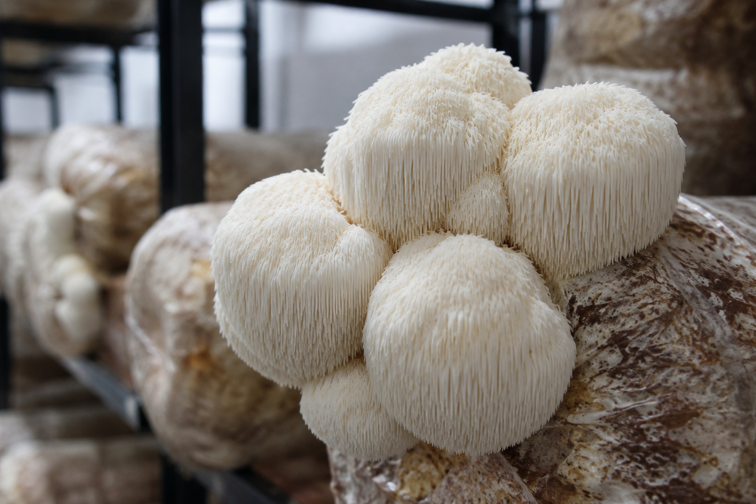 Lion’s Mane for Memory: What the Research Really Shows