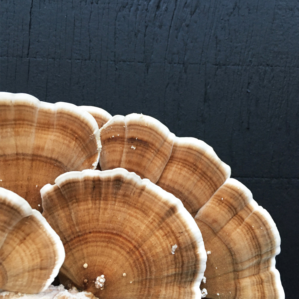 Does Turkey Tail Cure Cancer?