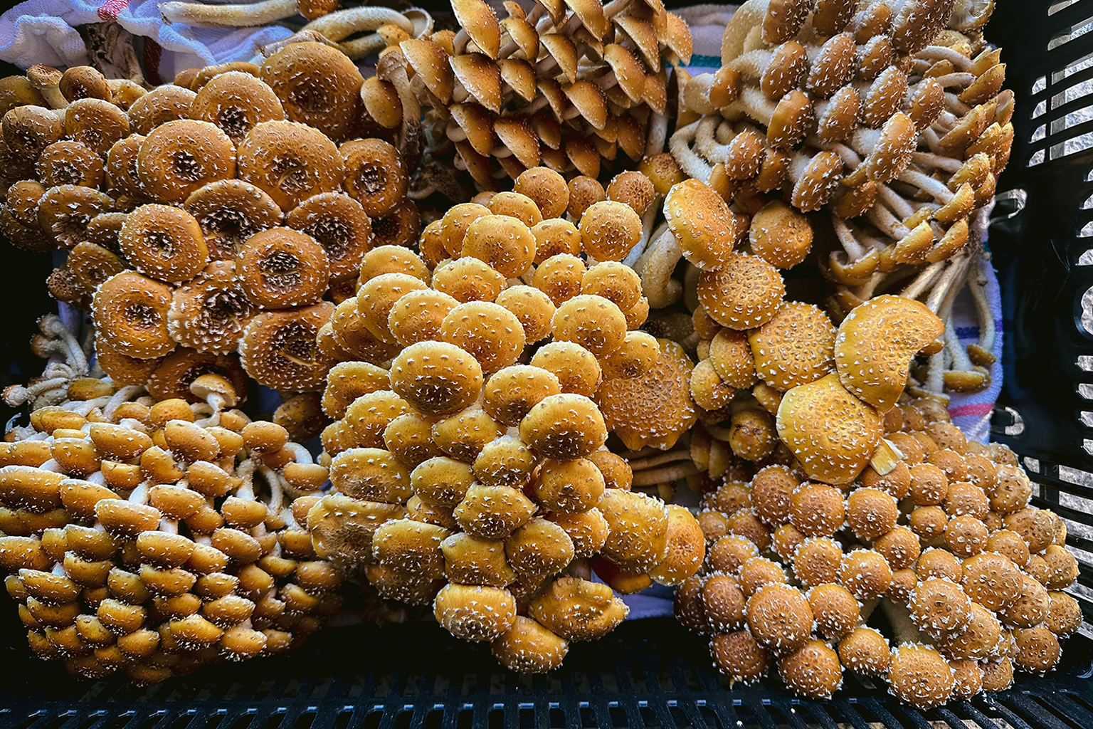 The Functional Mushroom Market, and Why the Details Matter