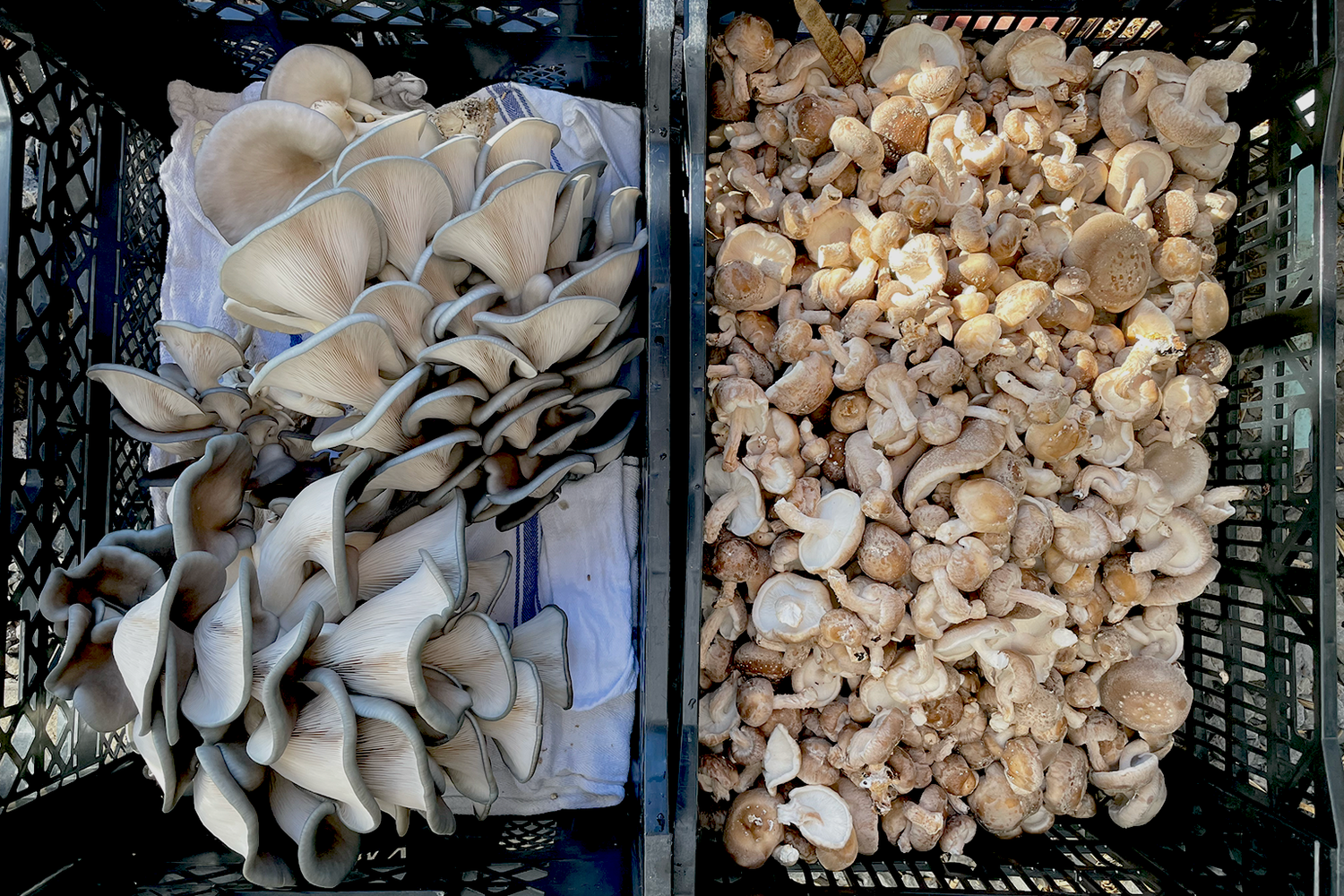 The Seven Stages of Mushroom Cultivation at Sugarshack