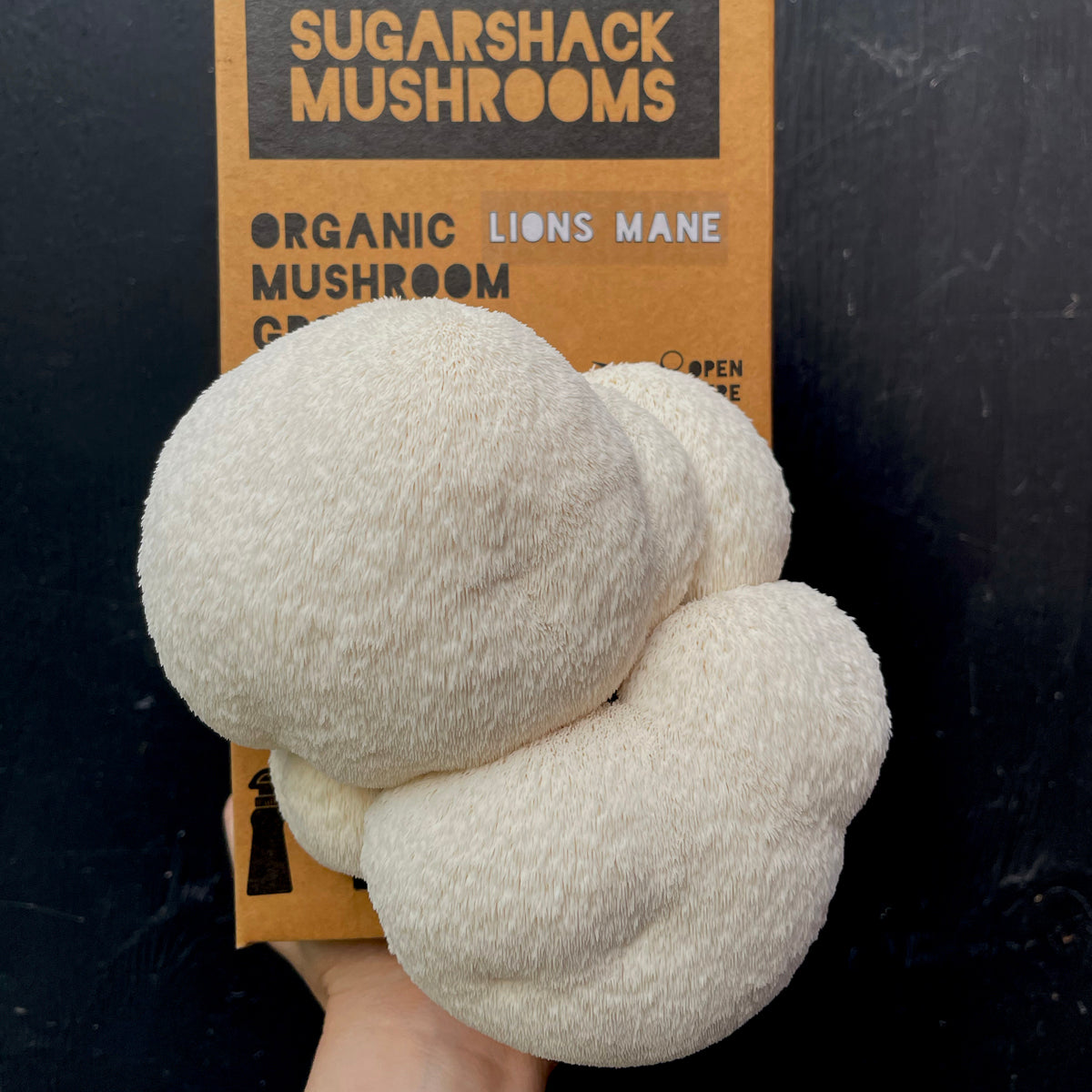 Grow-Your-Own Lion's Mane Mushroom Kit