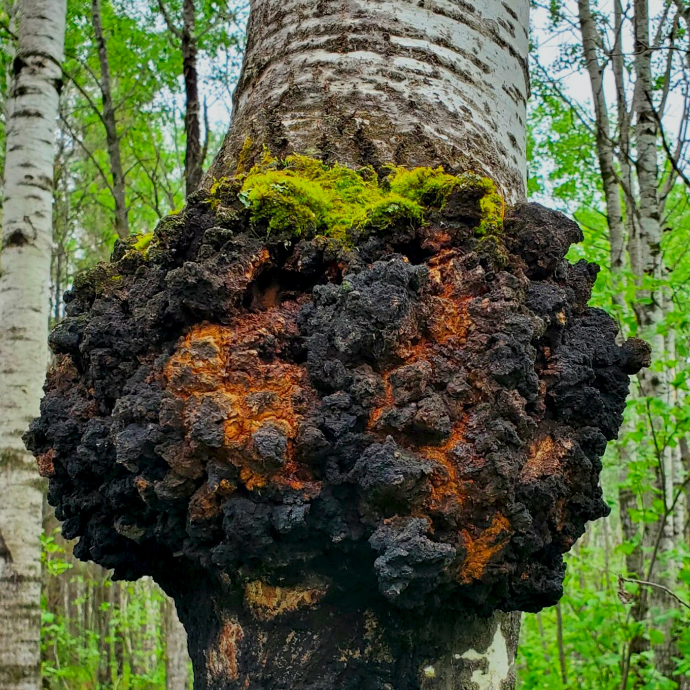 Chaga mushroom growing on a tree trunk in a forest