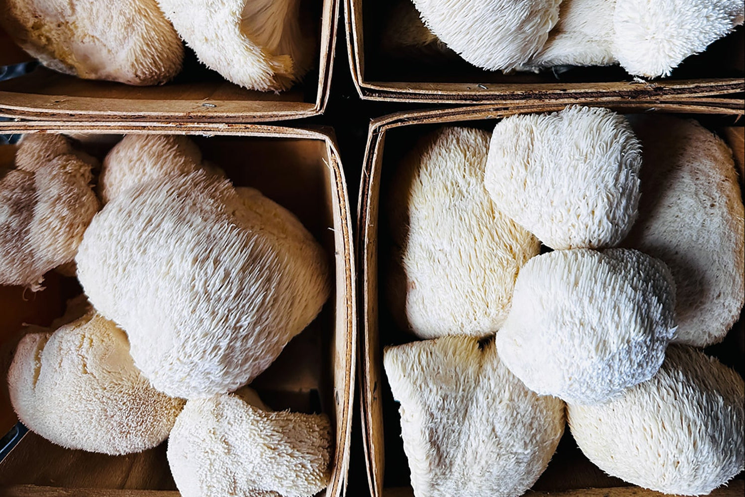 Four cardboard boxes filled with large Lion's Mane mushrooms.