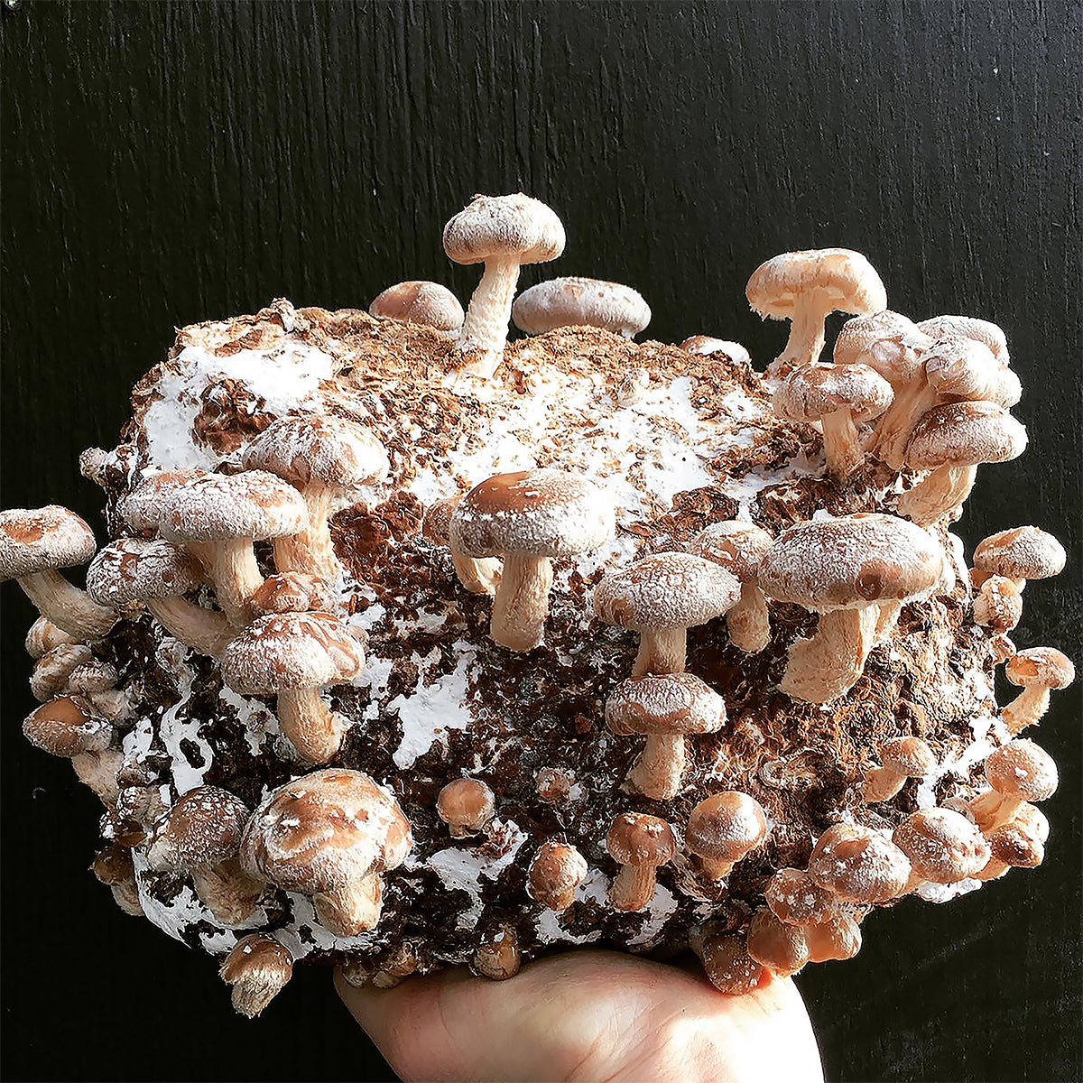 Grow-Your-Own Shiitake mushroom grow kit